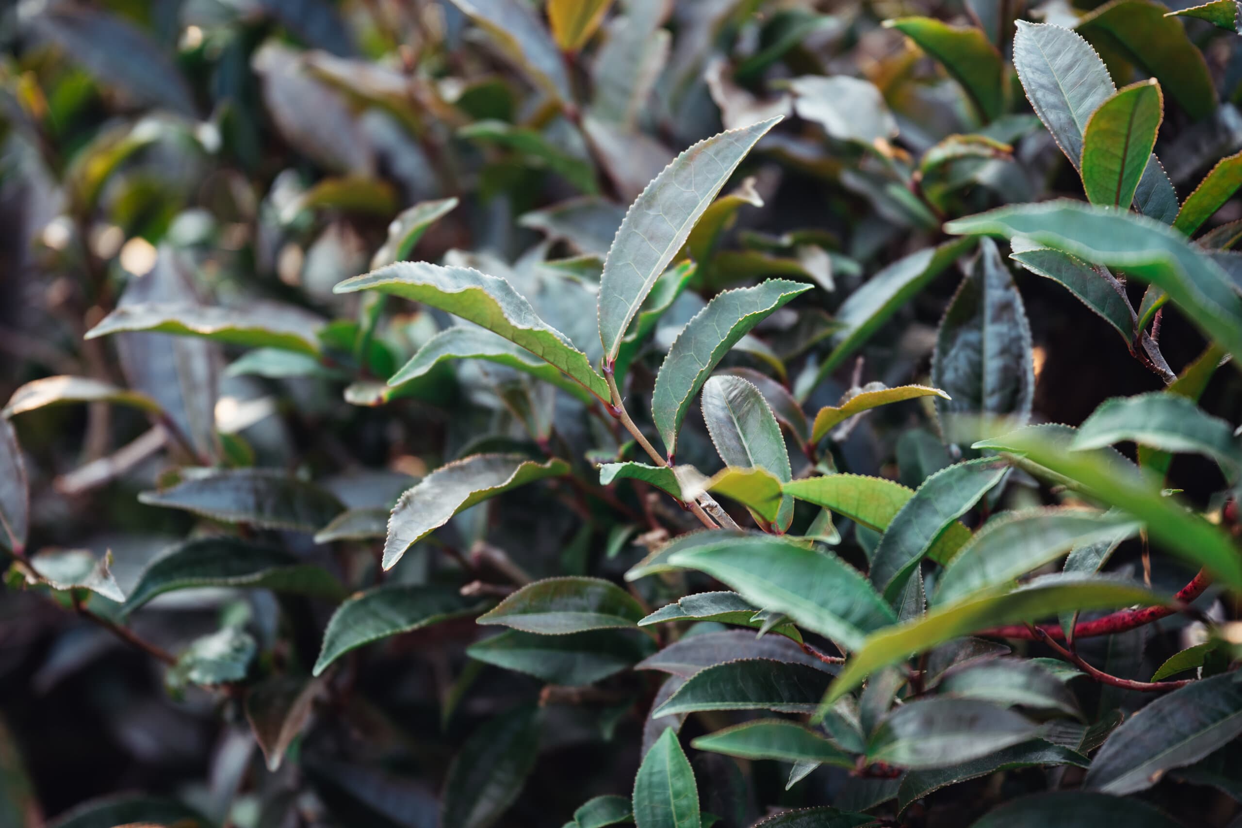 Purple Bud tea leaves — close up